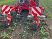 Demonstratie & Presentatie Schoffelen in en tussen de rij met Einböck